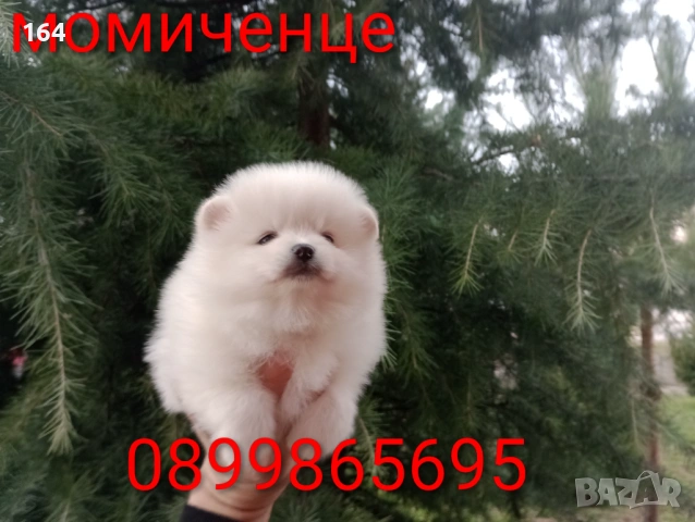 Померан. Мъжки и женски бели Померани. Реални снимки !, снимка 12 - Померан - 53010188