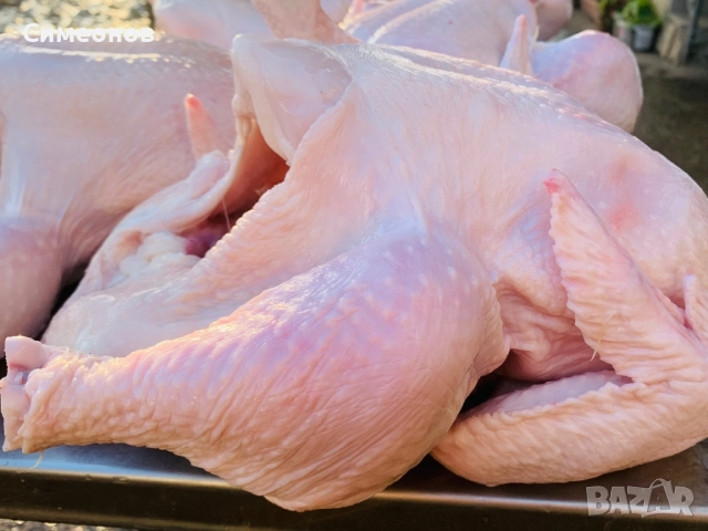 Пилета,петлета, снимка 4 - Кокошки и пуйки - 52852562