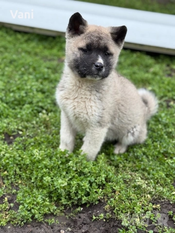 Америкаска акита женски, снимка 2 - Акита - 53165395