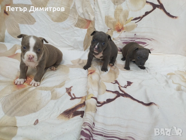 американско були покет , снимка 15 - Други - 54234473