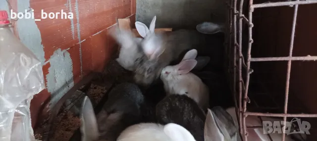 Зайци, снимка 5 - Други - 49785011