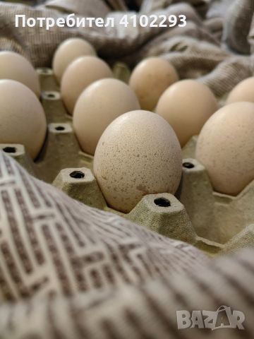Продавам яйца от чернокрили пауни, снимка 3 - Други - 45806012
