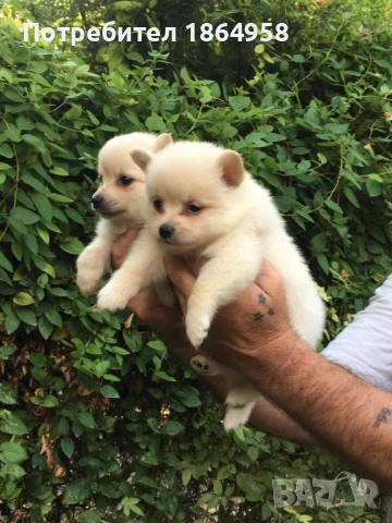 БЕБЕТА ПОМЕРАН Доставка, снимка 3 - Померан - 53750083