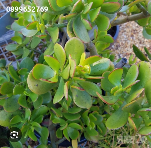 Дървото на живота Красула. 