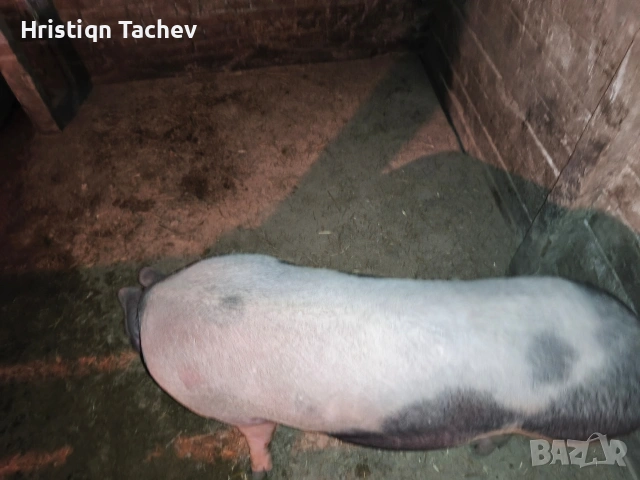 заплодена свиня , снимка 2 - Прасета - 53025002