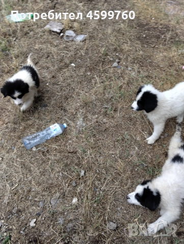 Българско овчарско куче - 2 бр. женски, снимка 7 - Каракачанска овчарка - 51979059