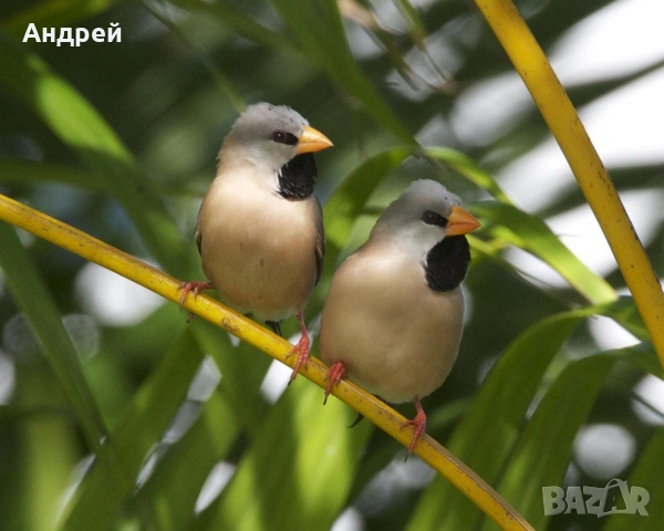 Остроопашати амадини, снимка 4 - Амадини - 53860971