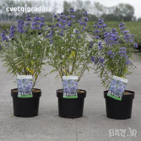 Caryopteris 'Heavently Blue'-Кариоптерис, снимка 2 - Градински цветя и растения - 50494536
