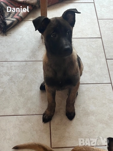 Белгийска овчарка-Малиноа , снимка 6 - Белгийска овчарка - 52623774