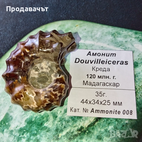 Амонит от Мадагаскар