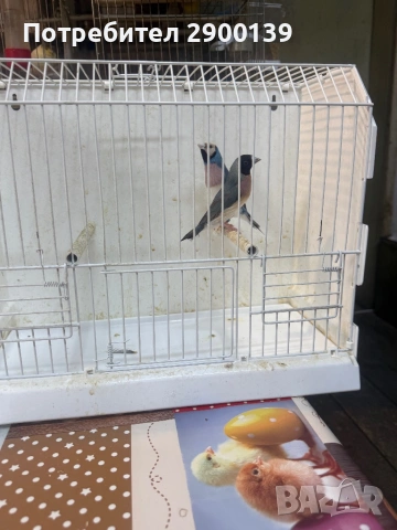 Гулди сини, снимка 6 - Амадини - 54154995