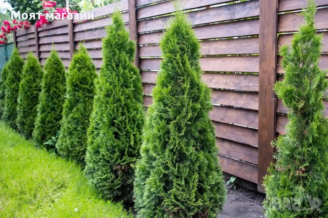 туя Фастигиата Thuja ‘Fastigiata’, снимка 2 - Градински цветя и растения - 53649924