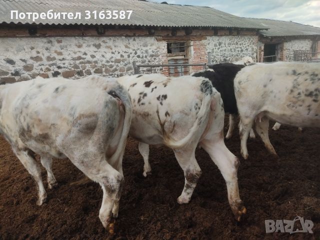 5 месодайни крави, снимка 3 - Крави - 45682410