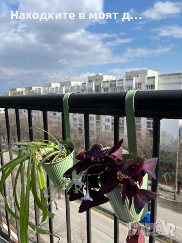 Стайни растения с метална кашпа за балкон, снимка 2 - Стайни растения - 53720616