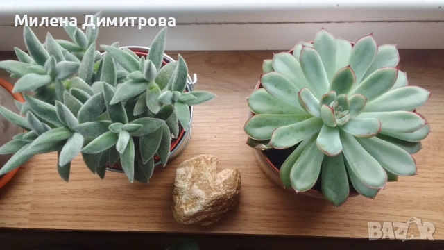 Красула Тенелли - Crassula mesembryanthemoides 'Tenelli / Ешеверия - Echeveria pulidonis Rondo 