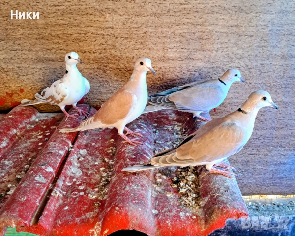 Две двойки  скумрийки , снимка 2 - Гълъби - 52848287