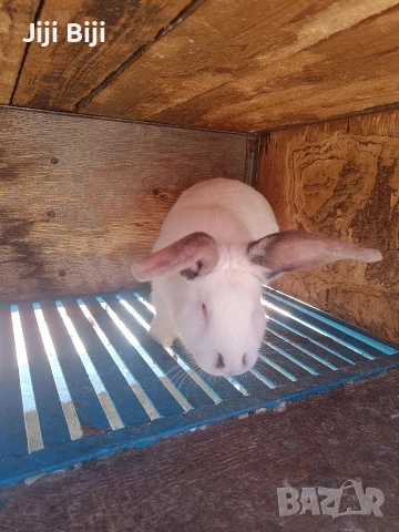 Продавам два мъжки заека. Мелези на 3 месеца и половина , снимка 3 - Други - 54133569