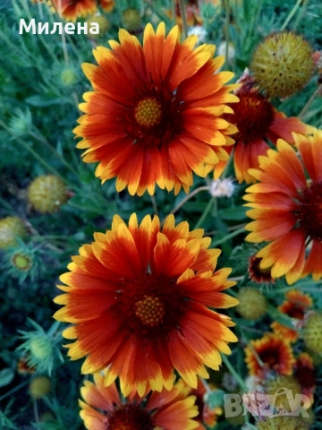 Семена висока и ниска циния , снимка 4 - Сортови семена и луковици - 49165896