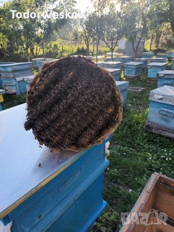 Продавам пчелни семейства в тръвни , снимка 2 - За пчели - 44633650