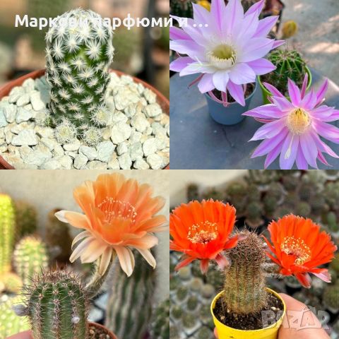 Продавам екзотични кактуси, колекционерски, редки видове - Echinocereus Nicholii, El Capitan и други, снимка 13 - Градински цветя и растения - 46569146