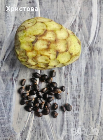 Черимоя семена, снимка 2 - Сортови семена и луковици - 52662785