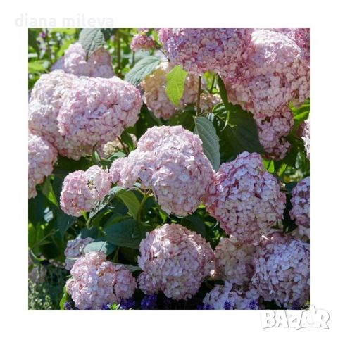 Хортензия Бъбългъм за супер слънце, Hydrangea Candybelle Bubblegum, снимка 3 - Градински цветя и растения - 45702429