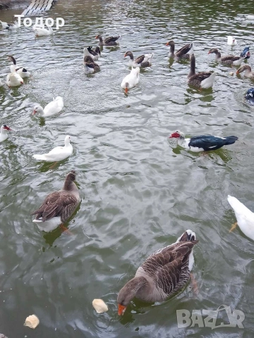 оплодени яйца от гъски , снимка 3 - Патици и гъски - 54019488