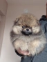 продавам померан , снимка 2