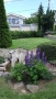 Озеленяване и поддръжка на градини , снимка 12
