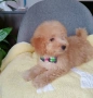 Мини пудел/Mini poodle , снимка 1