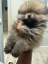 чистокръвни померани, снимка 3