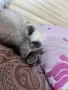 Ragdoll женска котка, снимка 4