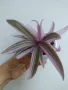 Традесканция, Tradescantia Spathacea Tricolor, снимка 3