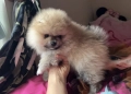 Померан, снимка 7
