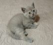 Британска късокосместа малки котенца, снимка 6