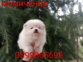 Померан. Мъжки и женски бели Померани. Реални снимки !, снимка 12