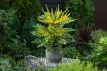 Махония (Зимно слънце) Mahonia media 'winter sun', снимка 2