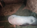 заплодена свиня , снимка 2