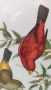 Птиците на Австралия от Джон Гулд, снимка 1 - Колекции - 45254467