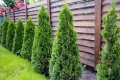 туя Фастигиата Thuja ‘Fastigiata’, снимка 2