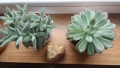 Красула Тенелли - Crassula mesembryanthemoides 'Tenelli / Ешеверия - Echeveria pulidonis Rondo , снимка 1