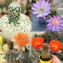 Продавам екзотични кактуси, колекционерски, редки видове - Echinocereus Nicholii, El Capitan и други, снимка 13