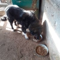 Каракачанско куче, снимка 1 - Каракачанска овчарка - 45283371
