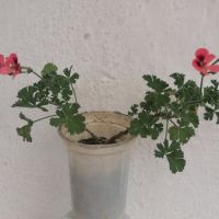 Индрише -ароматно, красиво, полезно, снимка 5 - Градински цветя и растения - 42077773