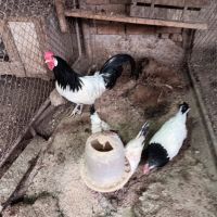 разплодни яйца , снимка 1 - Кокошки и пуйки - 44937815