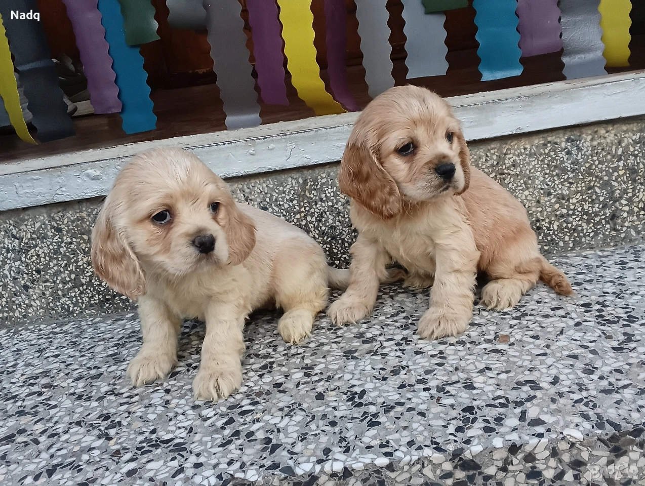 Кокер шпаньол , снимка 1