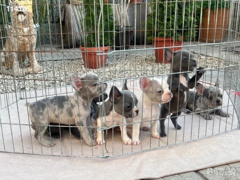 Френски булдочета, снимка 1