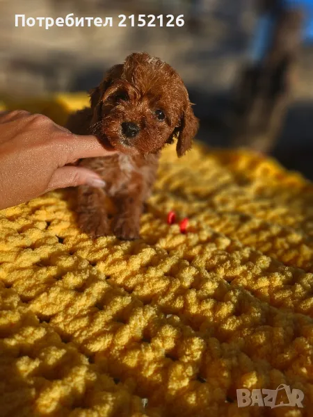 Кавапу/момиче/Cavapoo , снимка 1