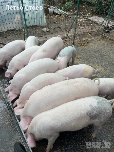 Продавам малки прасета, снимка 1