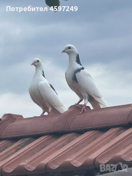 Подарвя, снимка 1